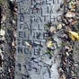 Bayonne : Le cimetière juif, ou israélite, est situé dans le quartier Saint-Étienne au nord de la ville et de la synagogue. Il est classé monument historique depuis 1998. Il est en effet un des plus vieux de France, certaines tombes datant du XVIIe siècle